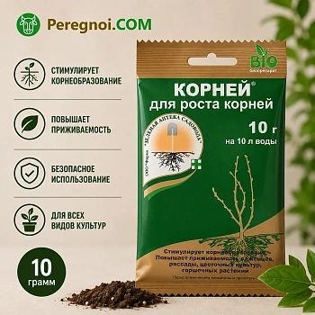 Корней